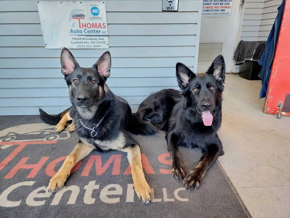 Board and outlet train service dog